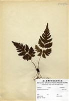 藏品(薄葉三叉蕨)的圖片